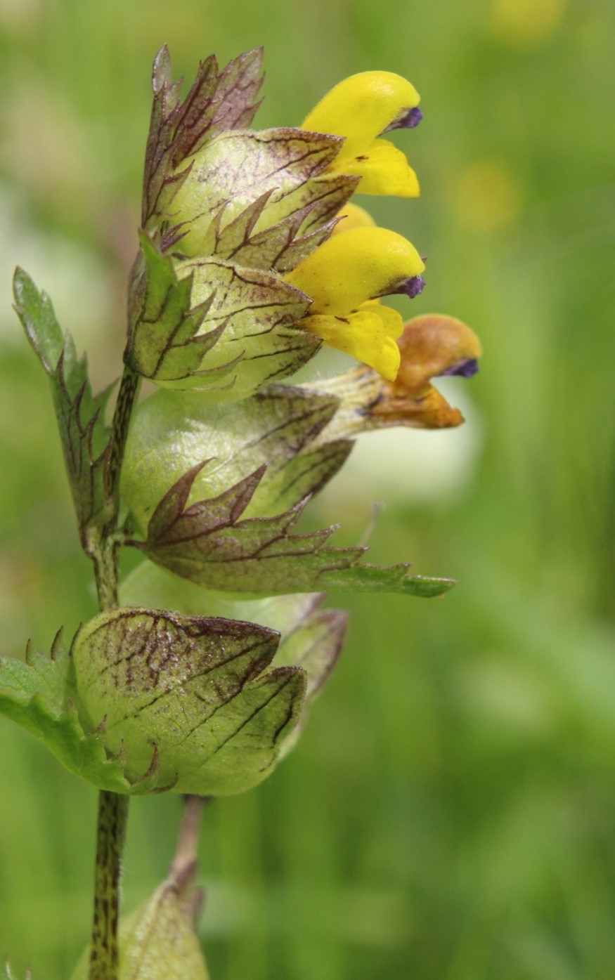 Image of Rhinanthus minor specimen.