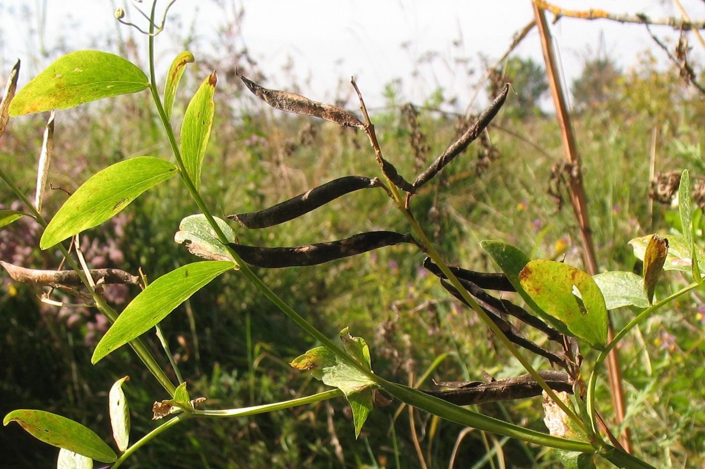 Изображение особи Lathyrus pisiformis.