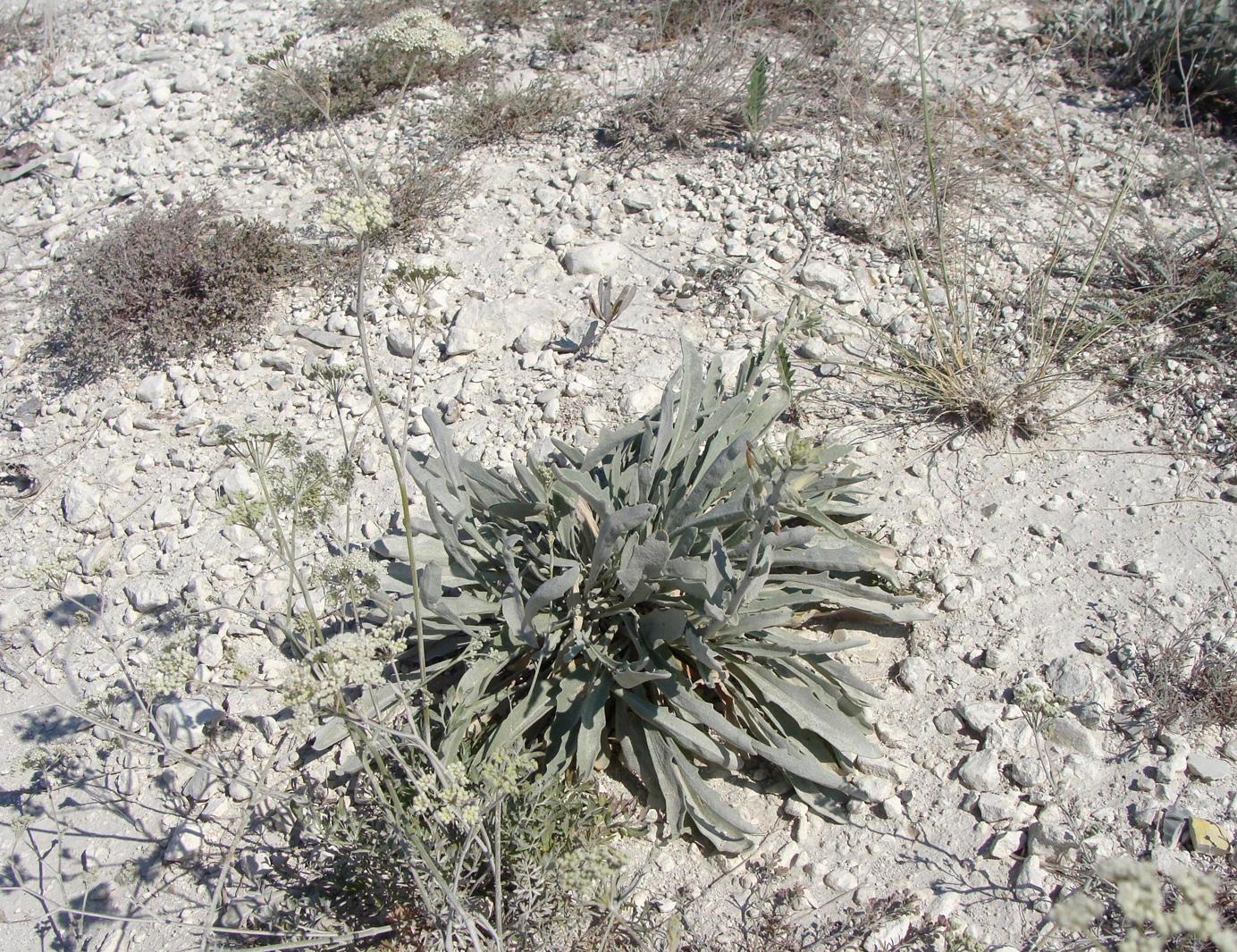 Image of Matthiola fragrans specimen.