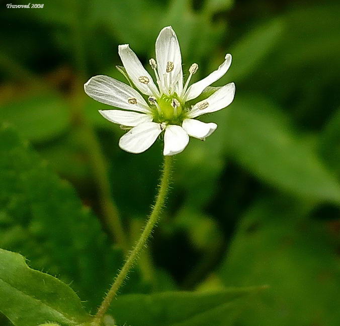 Изображение особи Myosoton aquaticum.