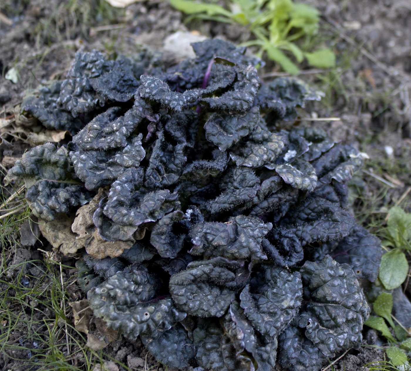 Image of Ajuga reptans specimen.