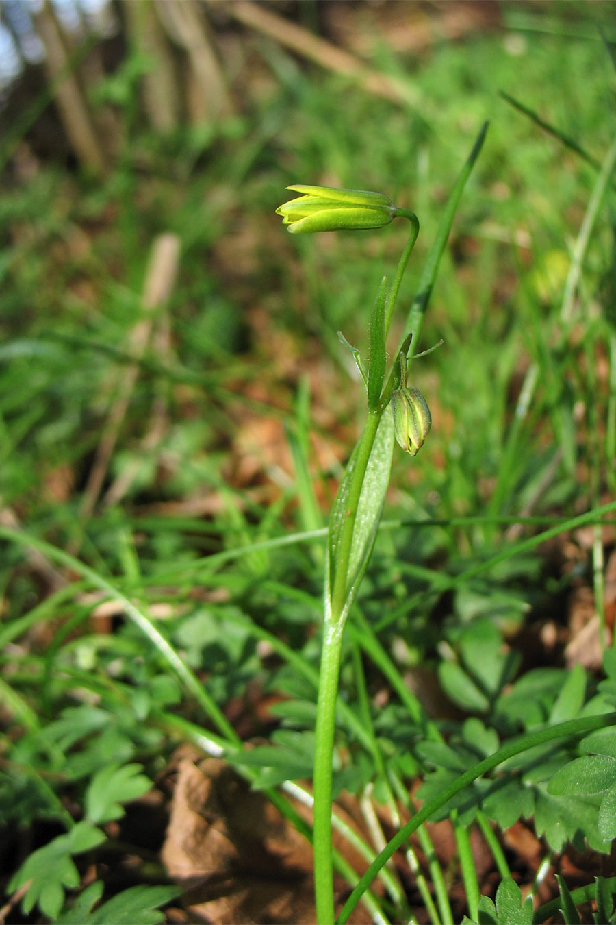 Image of Gagea spathacea specimen.