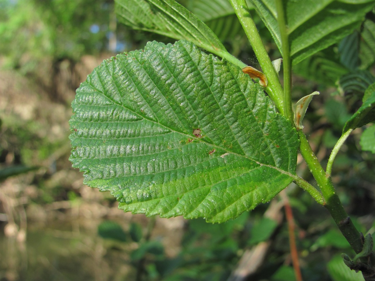 Изображение особи Alnus barbata.