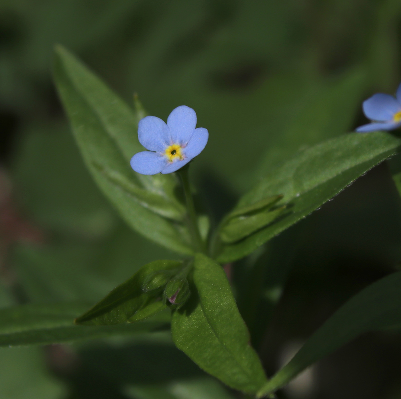 Image of Omphalodes scorpioides specimen.