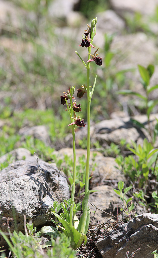 Image of Ophrys mammosa specimen.