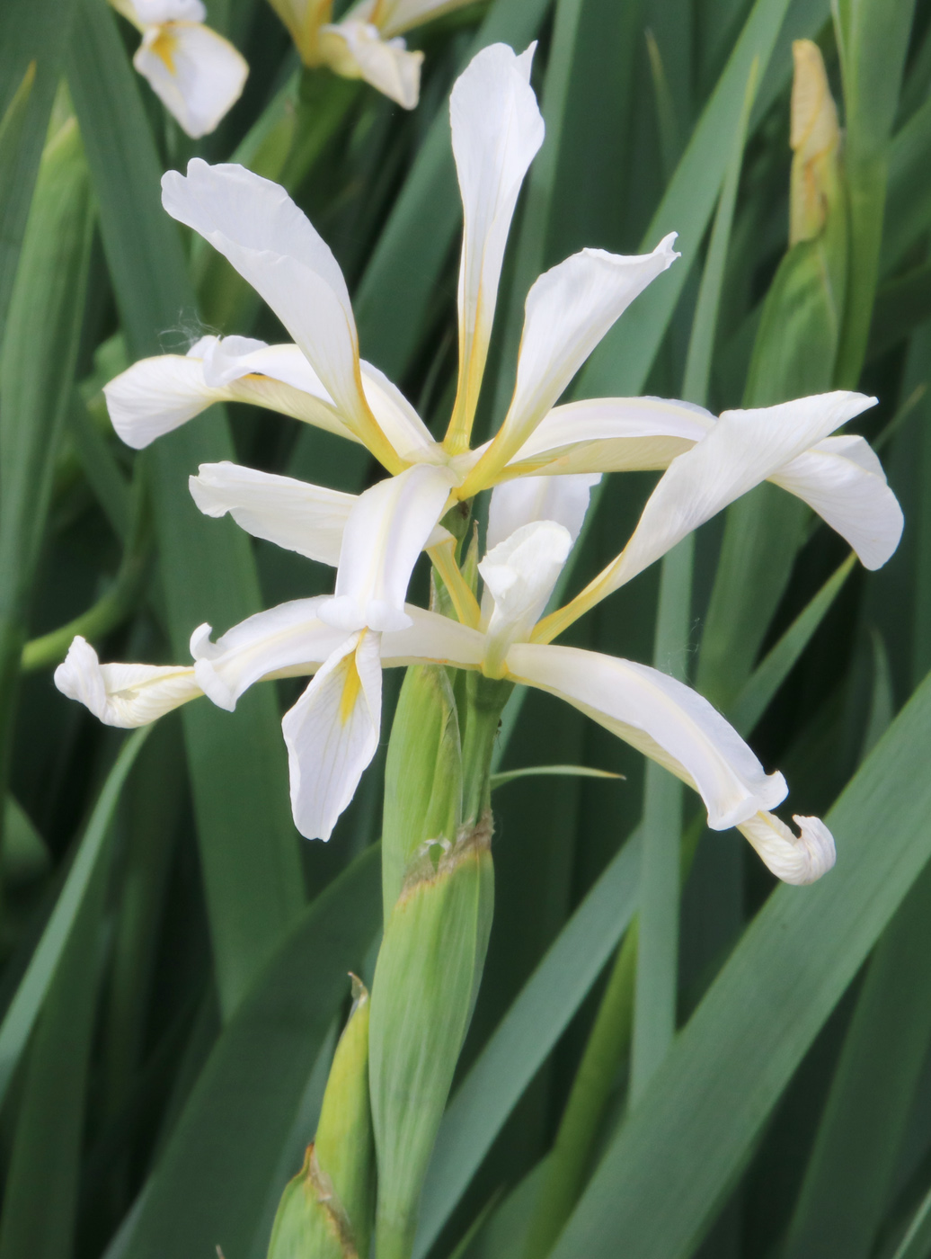 Image of genus Iris specimen.