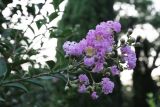 Lagerstroemia indica