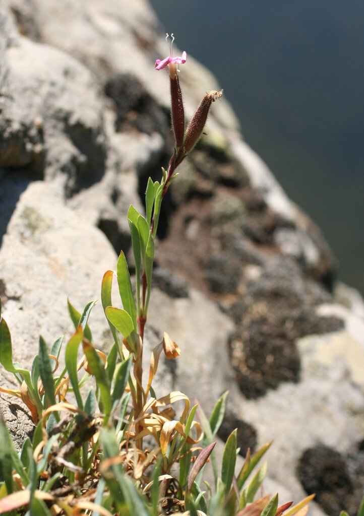 Изображение особи Saponaria stranjensis.