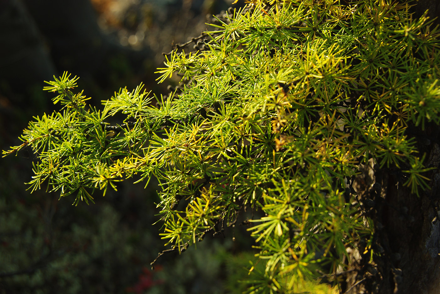 Image of Larix cajanderi specimen.