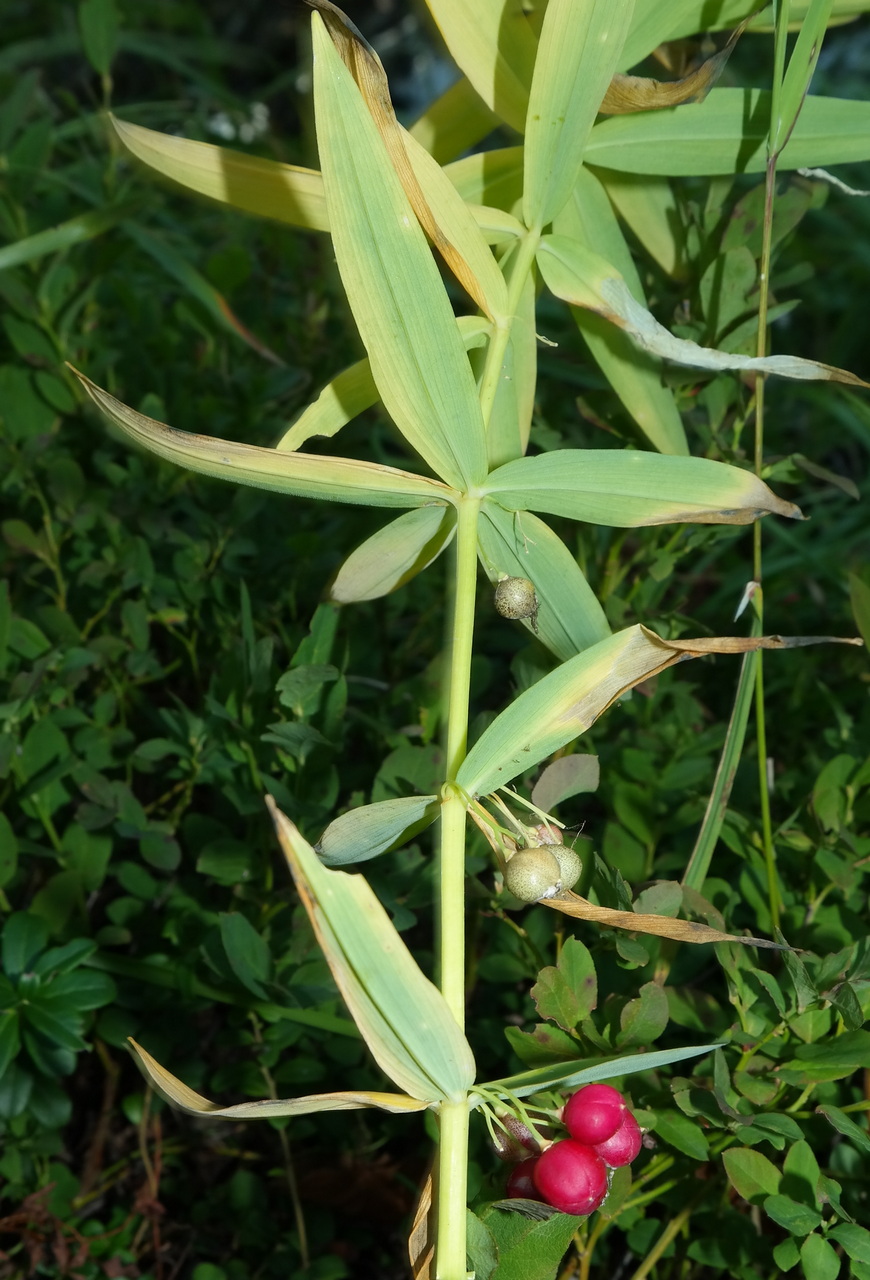 Image of Polygonatum verticillatum specimen.