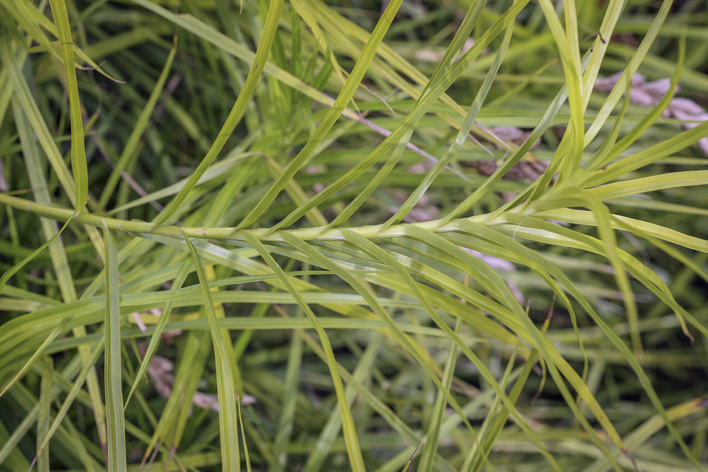 Изображение особи Carex muskingumensis.