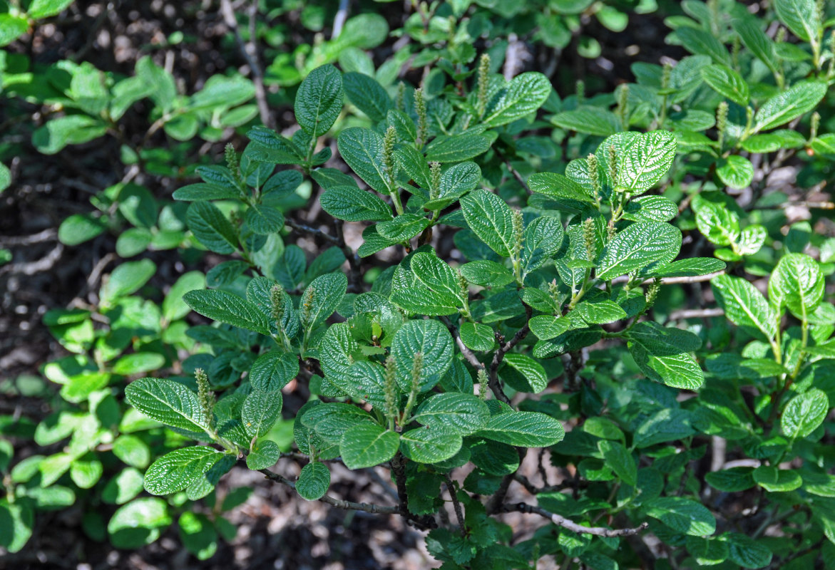 Image of Salix vestita specimen.