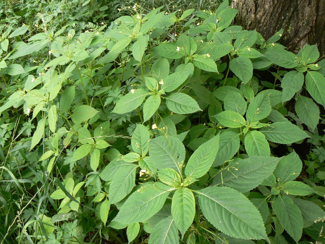 Image of Impatiens parviflora specimen.