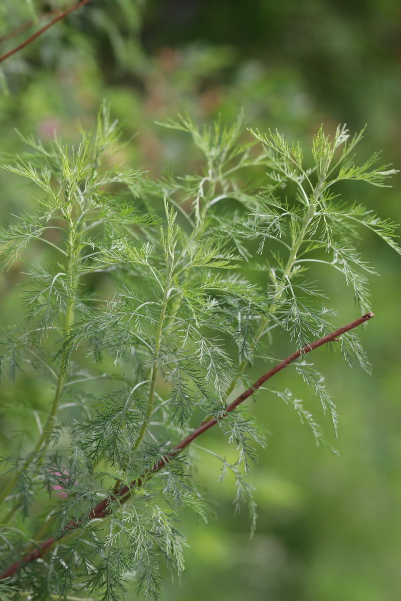 Image of Artemisia abrotanum specimen.