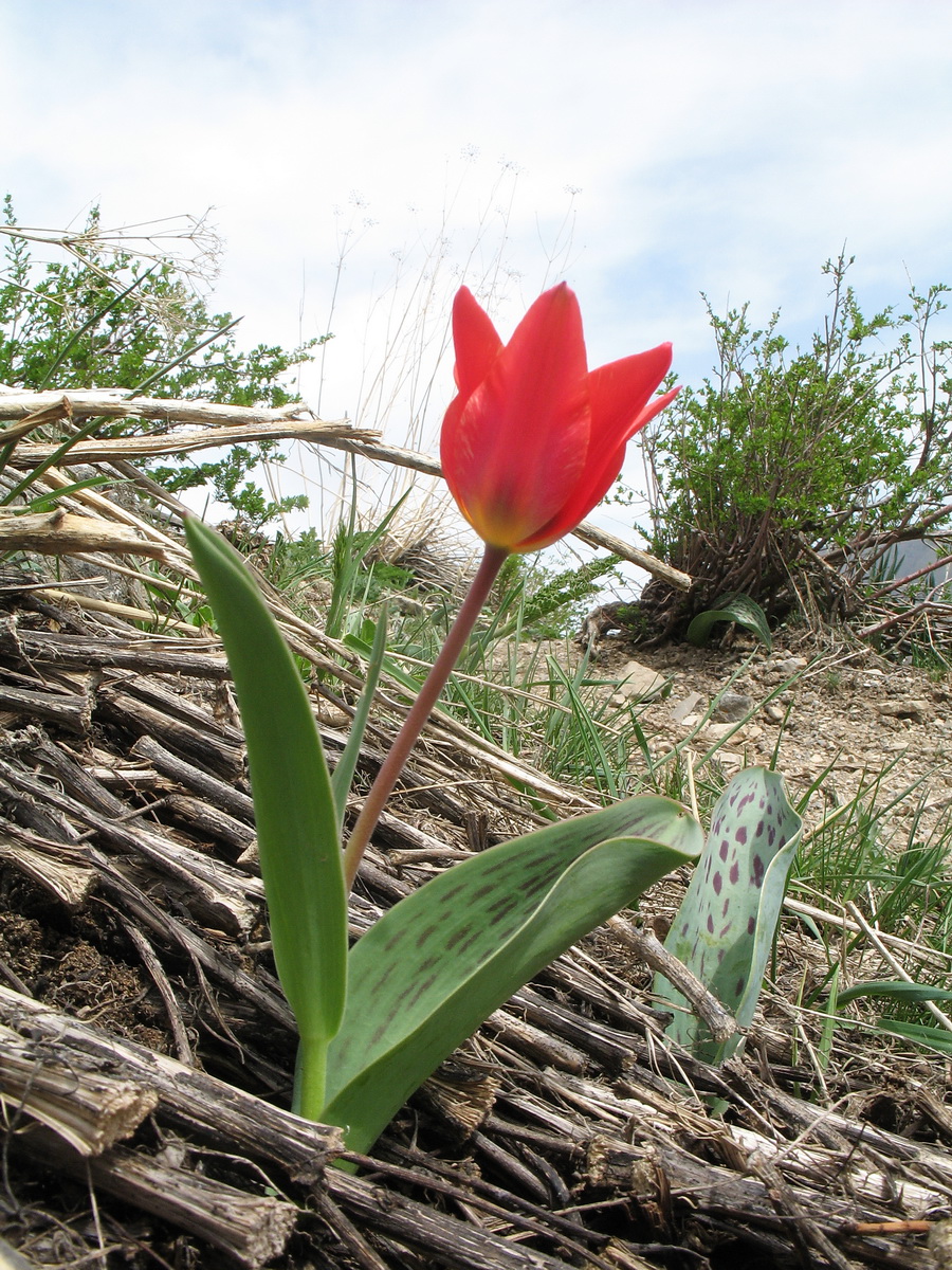 Изображение особи род Tulipa.