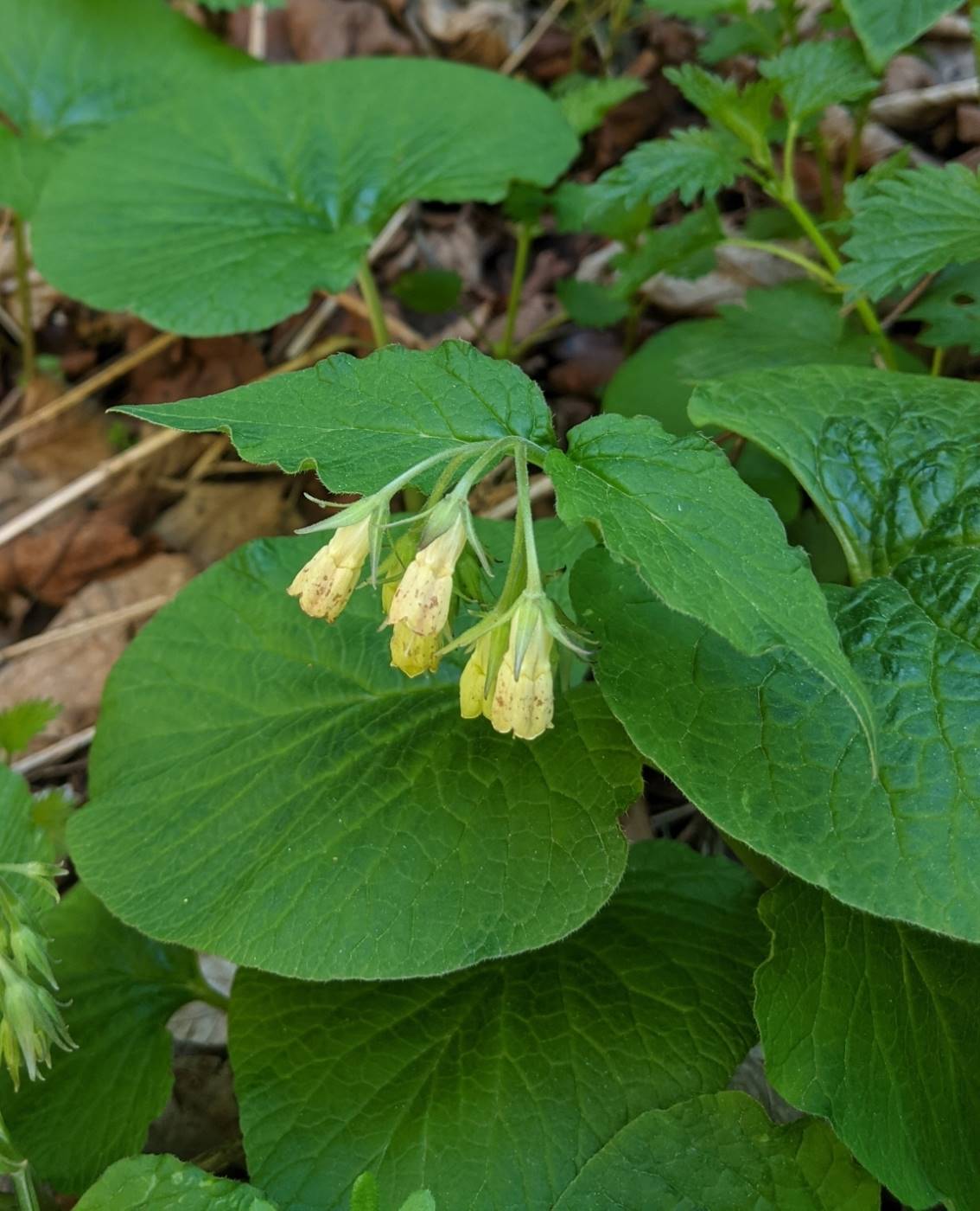 Изображение особи Symphytum tuberosum.