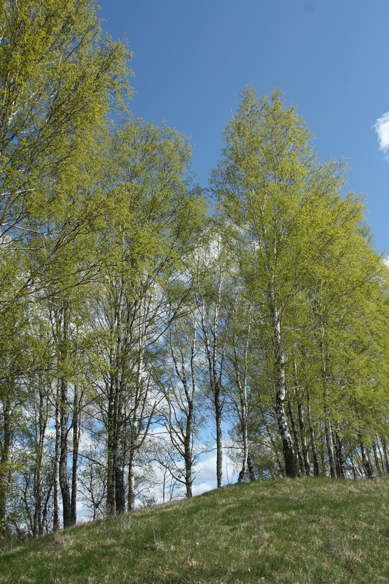 Image of Betula pendula specimen.