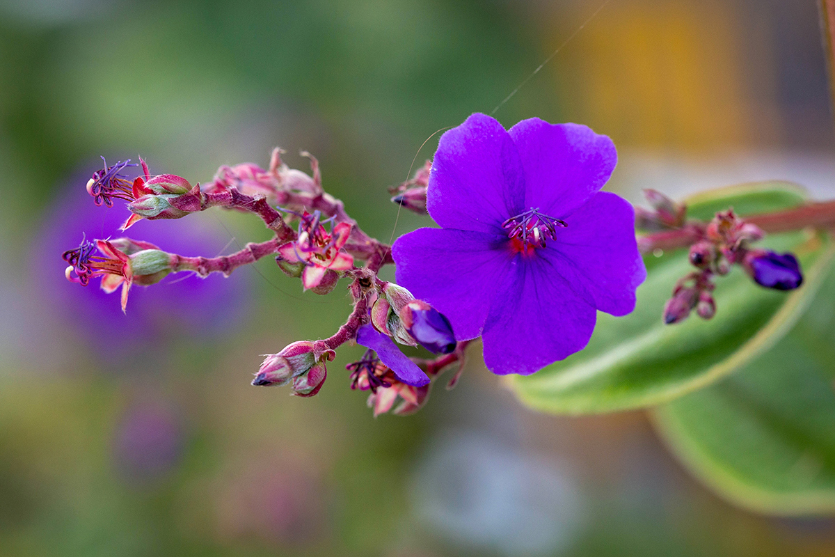 Изображение особи Tibouchina urvilleana.