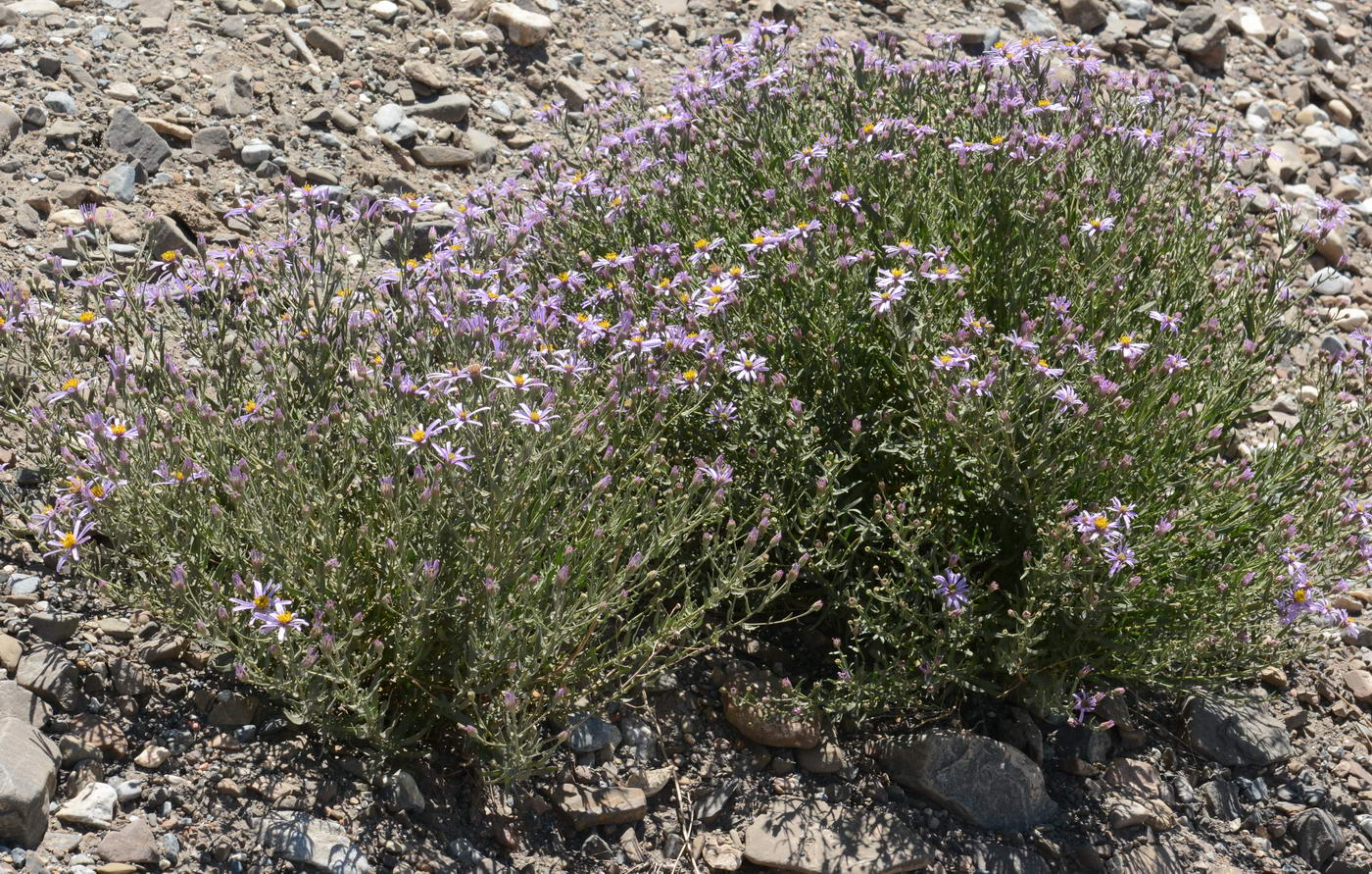 Image of Galatella coriacea specimen.