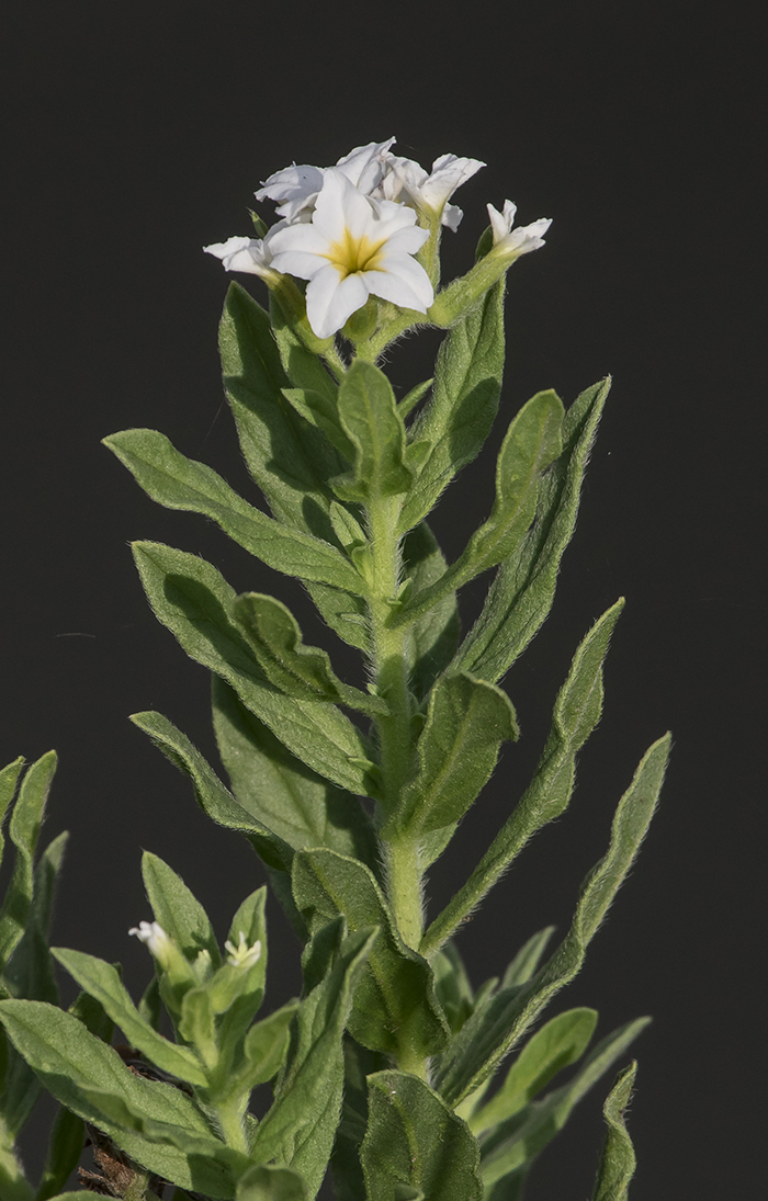 Image of Argusia sibirica specimen.