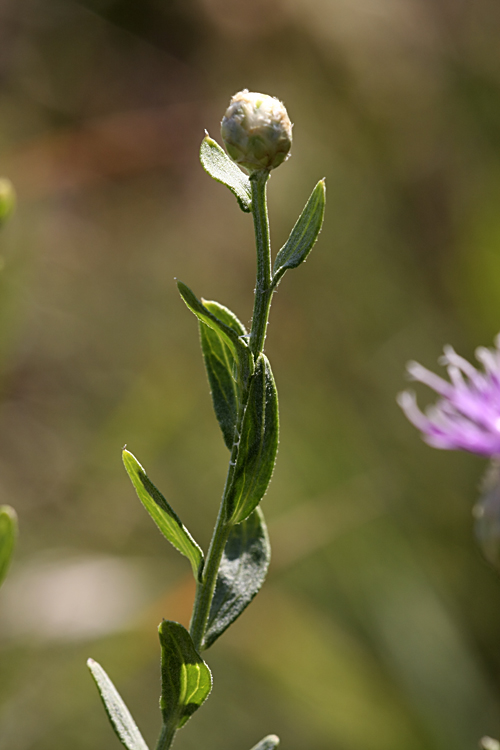 Image of Acroptilon repens specimen.