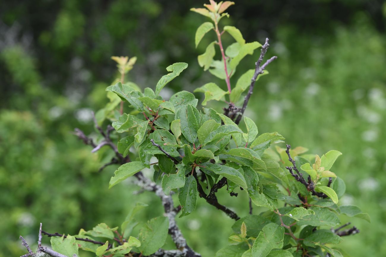 Image of Prunus cerasifera specimen.