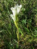 Gentiana algida