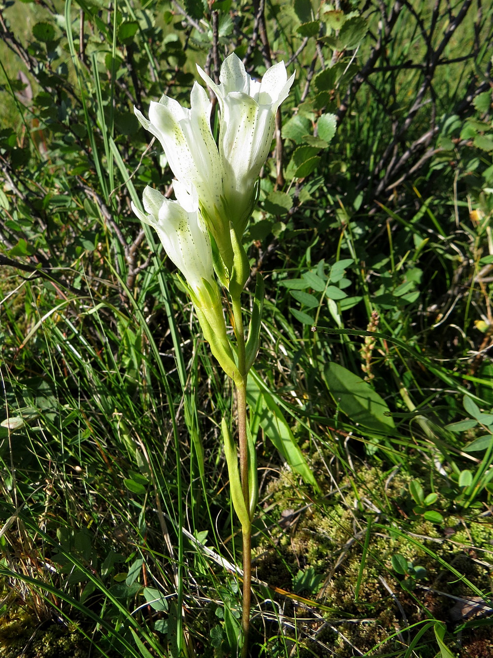 Image of Gentiana algida specimen.