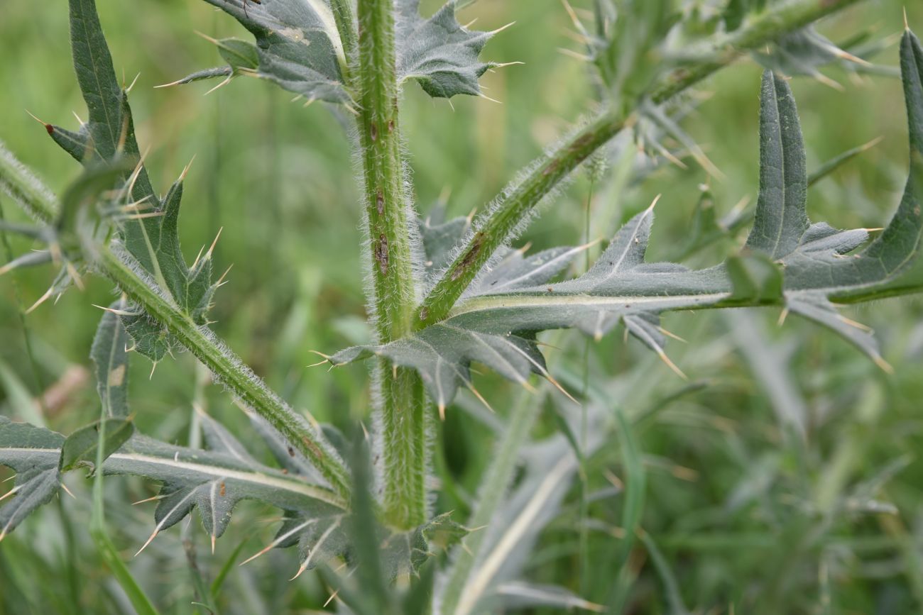 Изображение особи род Cirsium.