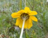 Anthemis sosnovskyana