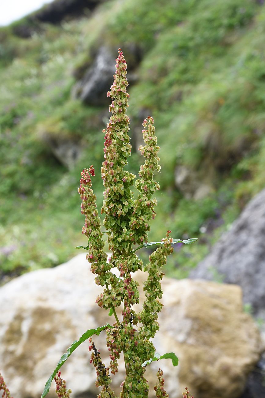 Image of genus Rumex specimen.