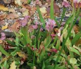 Смотреть изображение Sarracenia leucophylla
