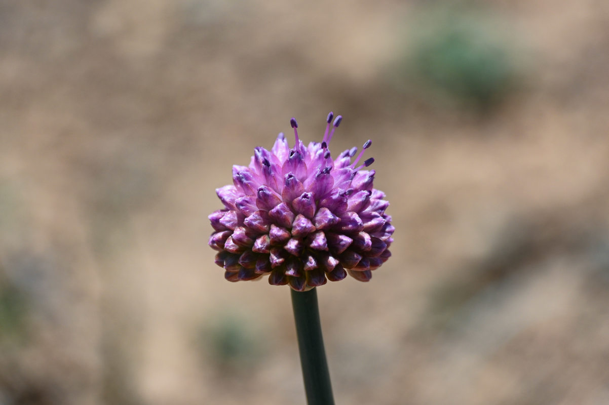 Изображение особи Allium carolinianum.