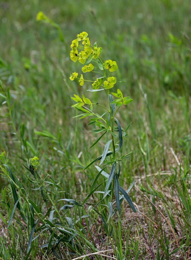 Image of Euphorbia virgata specimen.