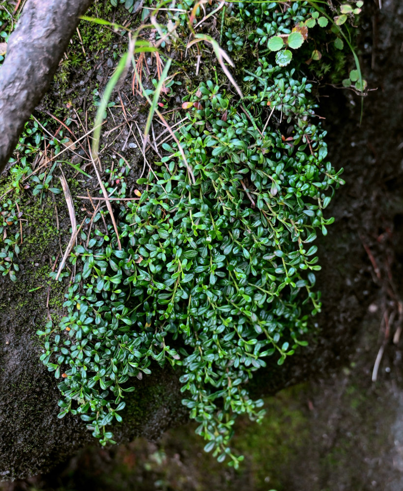 Изображение особи Diapensia obovata.