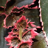 Acalypha wilkesiana. Пестичный цветок. Чили, обл. Valparaiso, провинция Isla de Pascua, г. Hanga Roa, двор гостиницы. 17.03.2023.