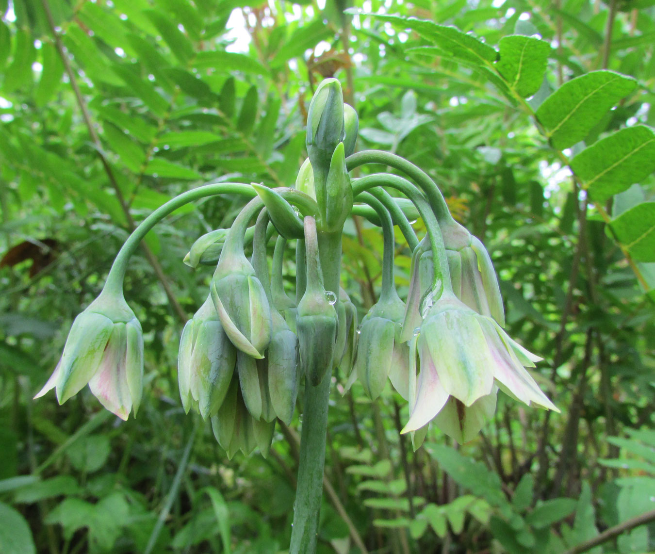 Image of Nectaroscordum siculum specimen.