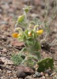 Eremostachys isochila