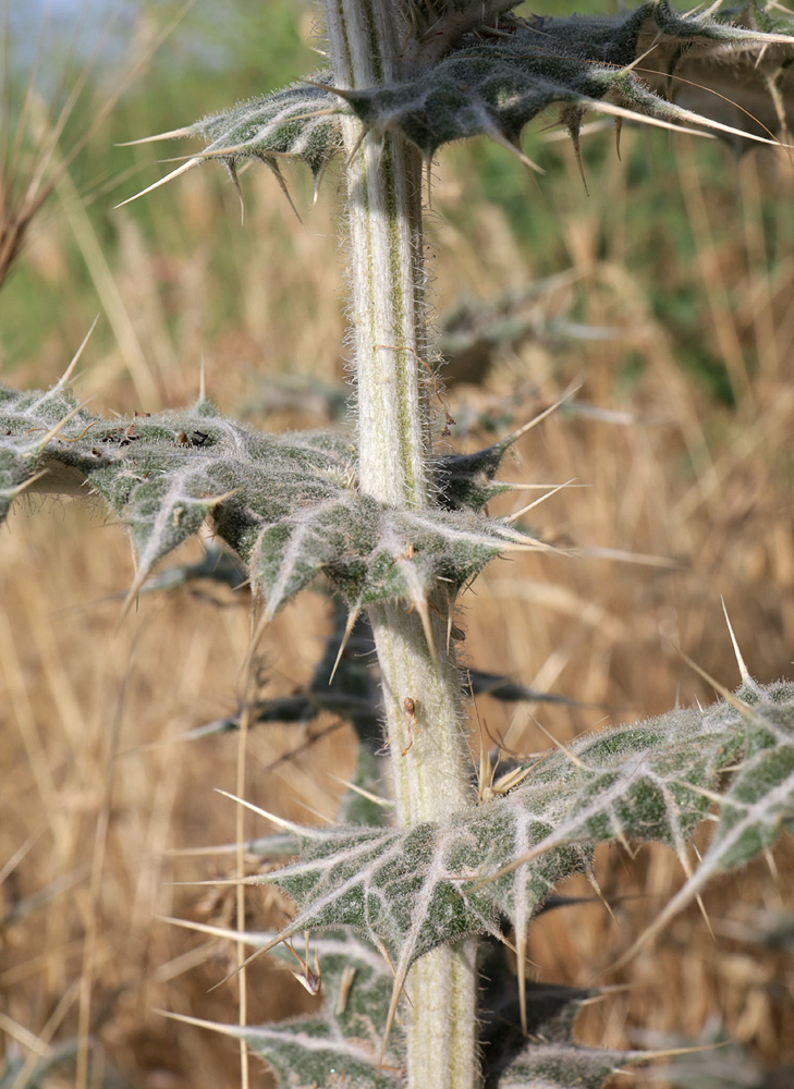 Изображение особи Echinops leucographus.