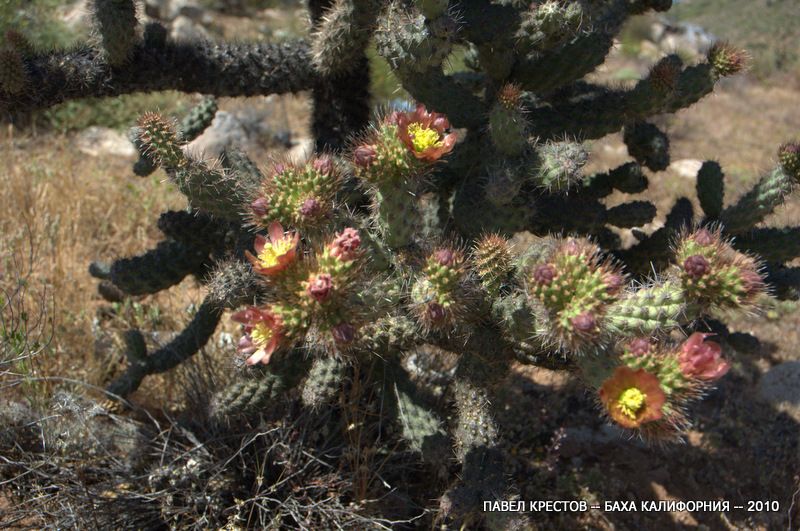 Image of Cylindropuntia alcahes specimen.