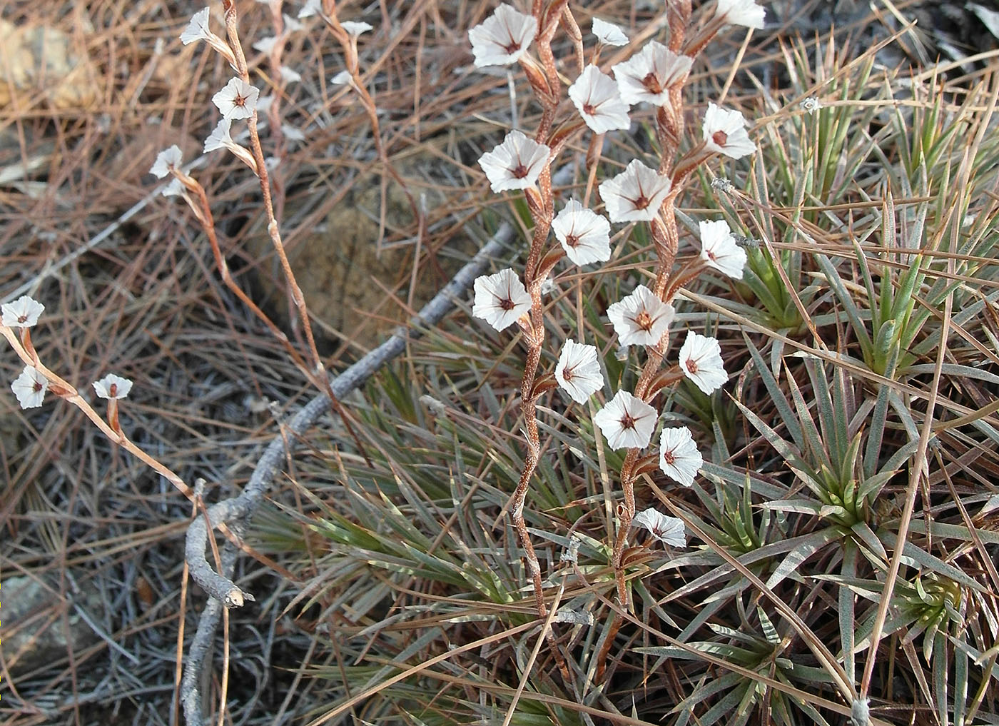 Image of genus Acantholimon specimen.