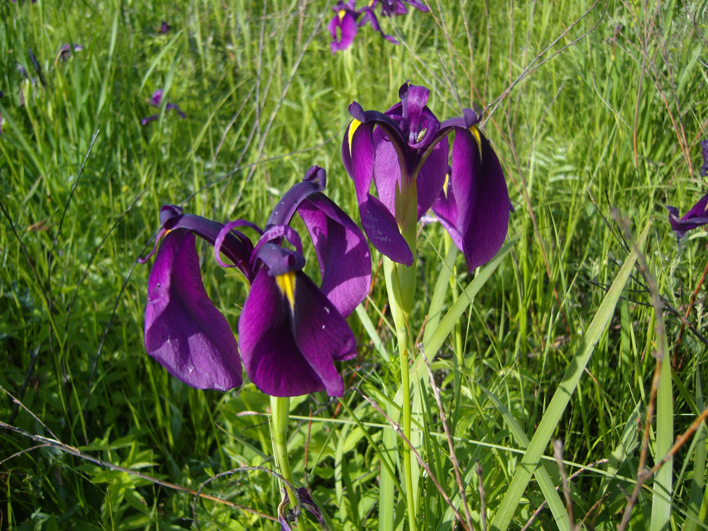 Image of Iris ensata specimen.