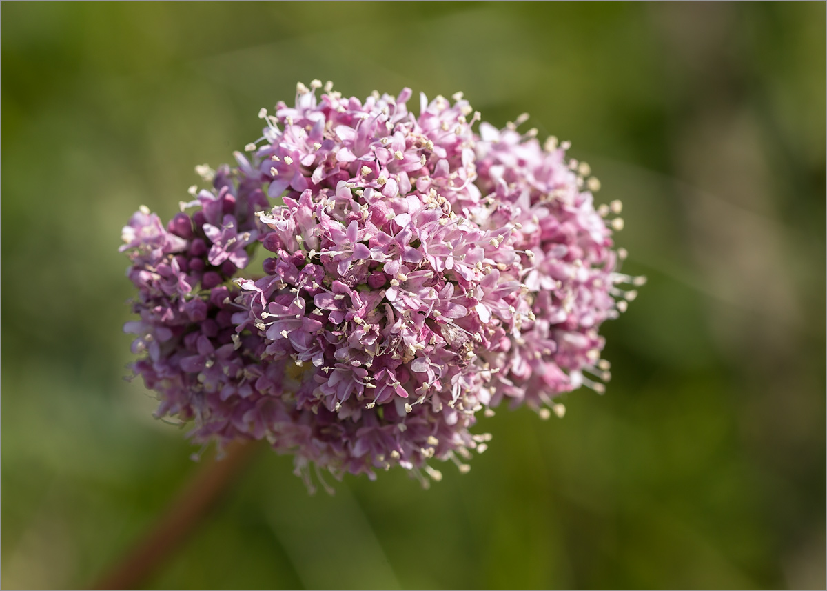 Изображение особи Valeriana sambucifolia.