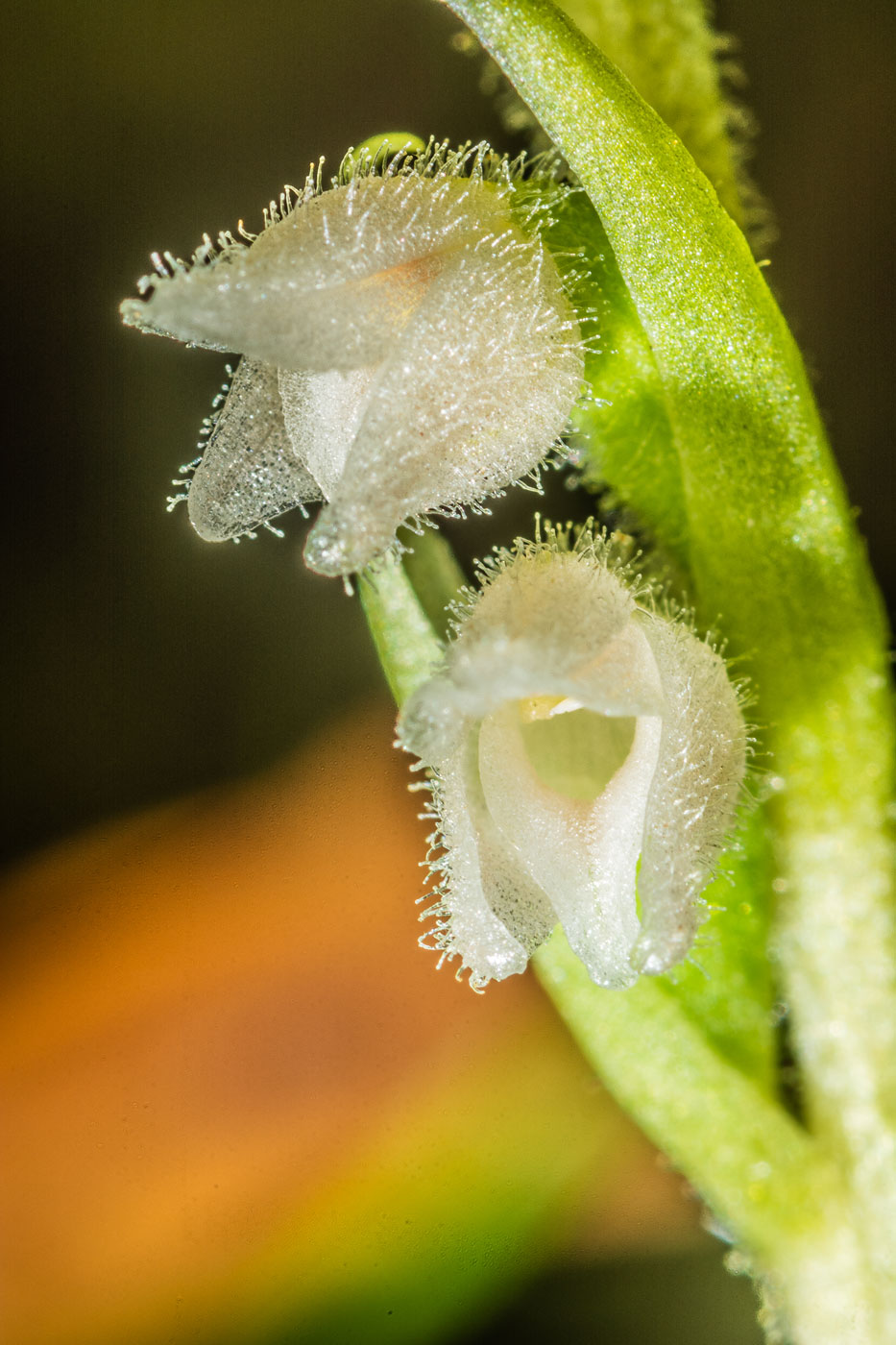 Image of Goodyera repens specimen.