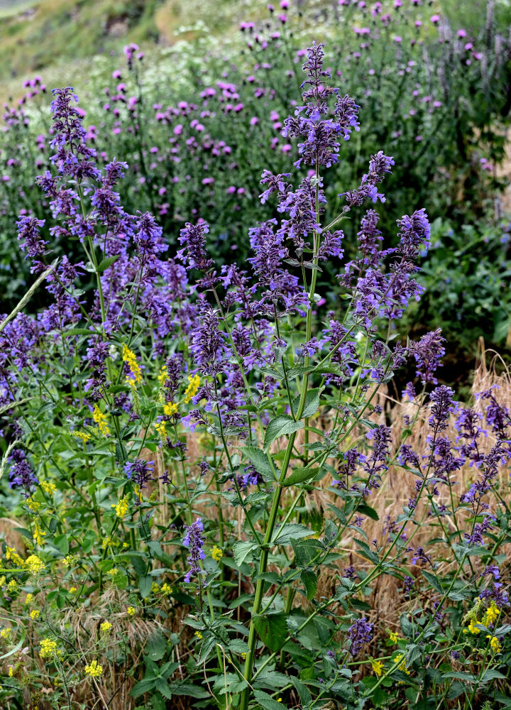 Image of Nepeta grandiflora specimen.