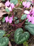 Cyclamen coum. Цветущее растение с выступающим из пня клубнем. Краснодарский край, городской округ Сочи, Хостинский р-н, Мацестинский лесопарк, широколиственный лес. 01.02.2024.