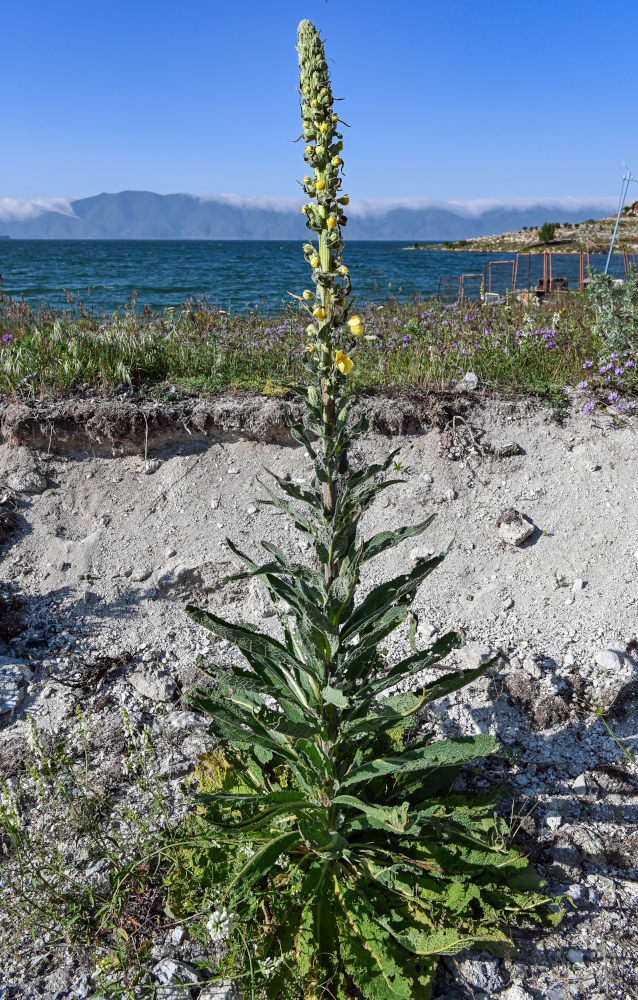 Изображение особи род Verbascum.