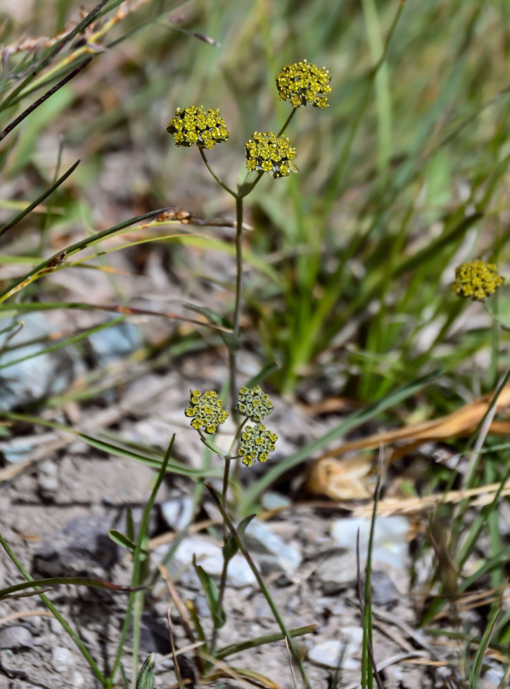 Image of Bupleurum densiflorum specimen.