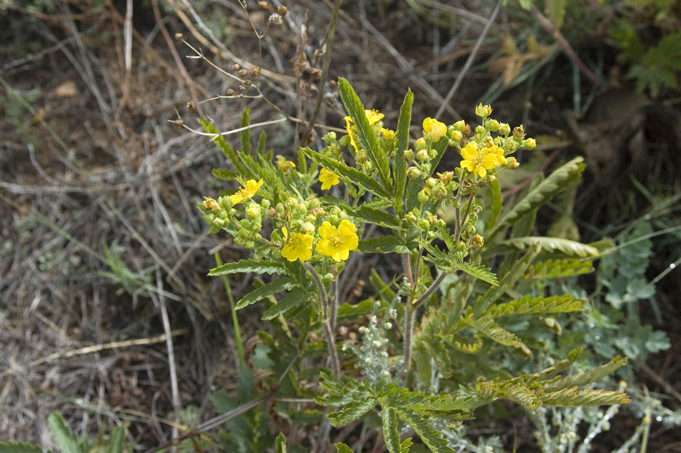 Изображение особи Potentilla tanacetifolia.