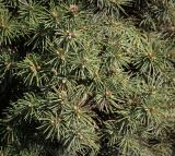 Picea glauca. Верхушки веточек (культивар). Ростовская обл., г. Донецк, озеленение. 09.04.2024.